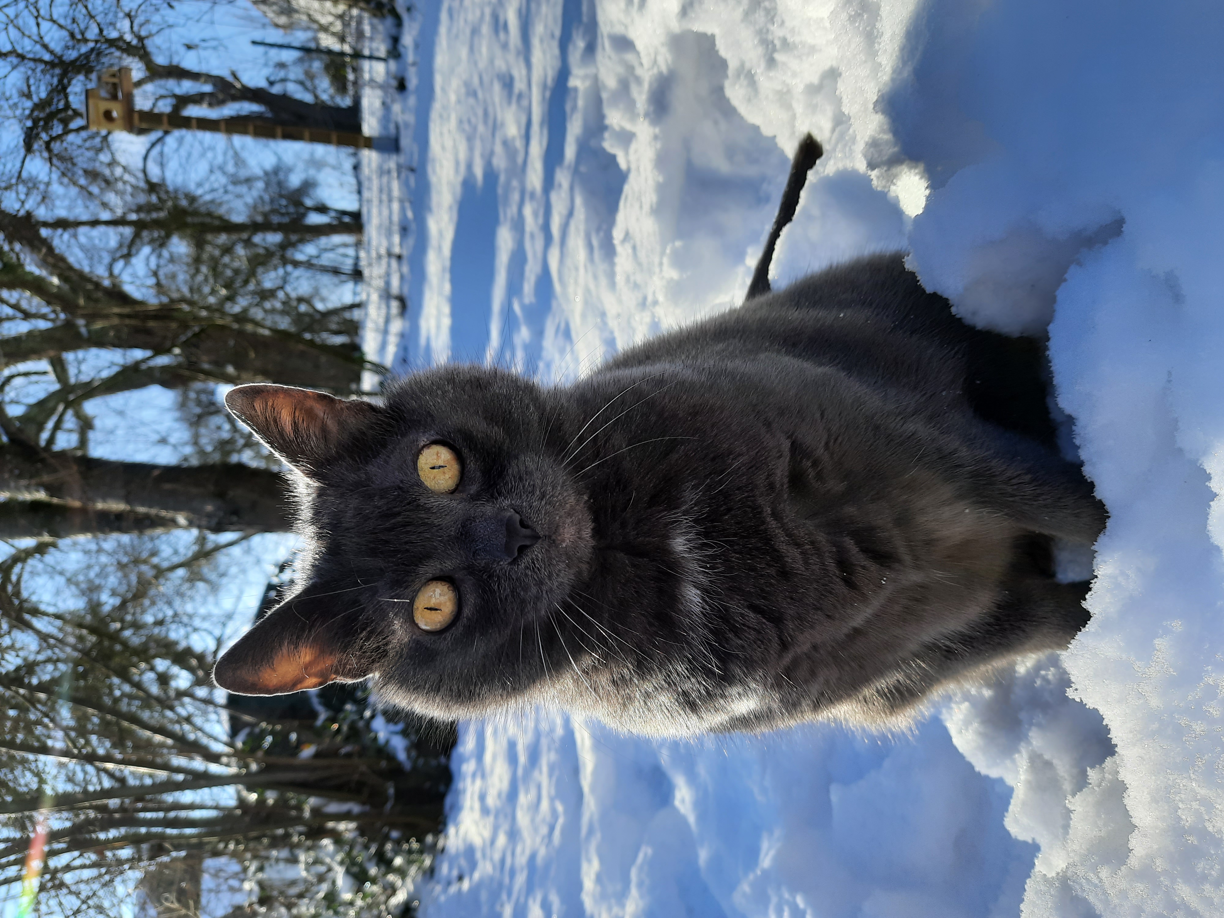 Catucation
