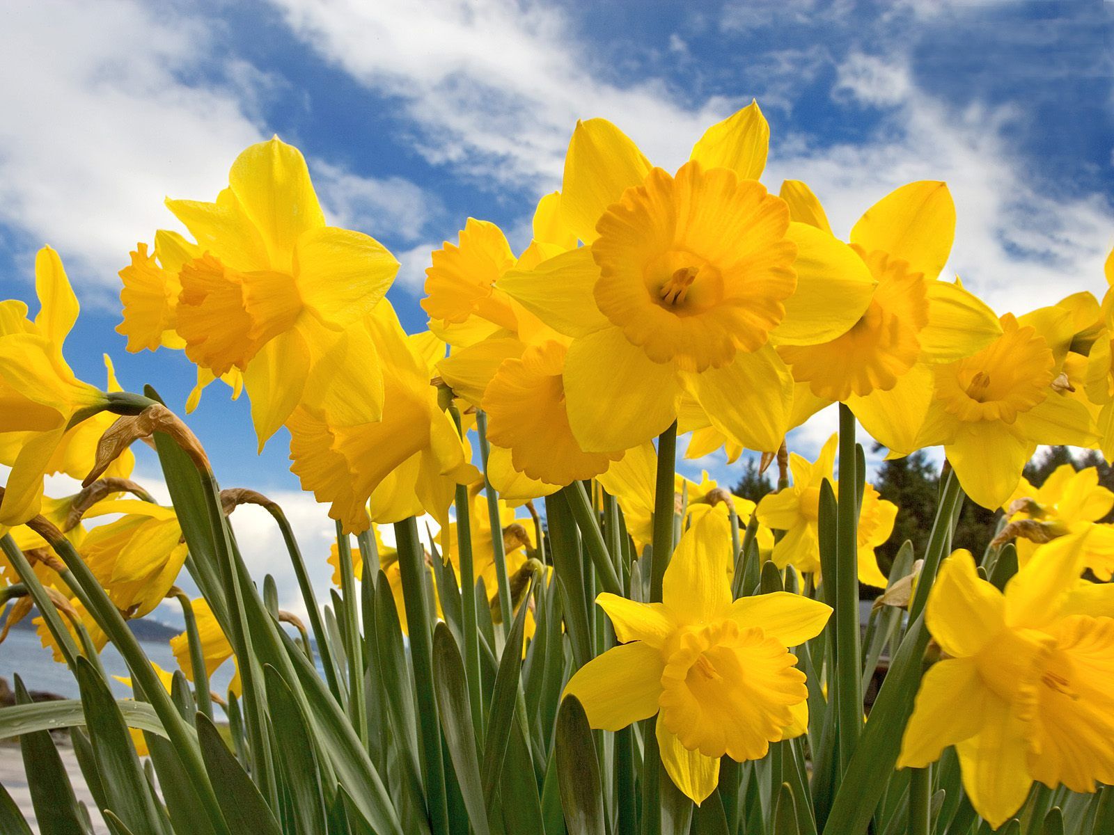 ofgoldendaffodils