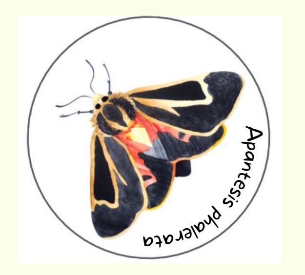 TIGER MOTH