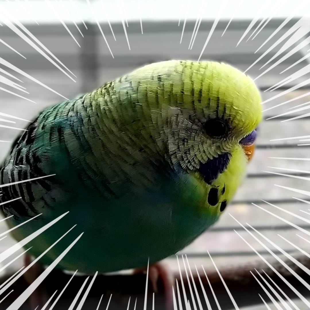 theearlybirdteacher