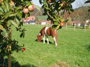Pony-Motion