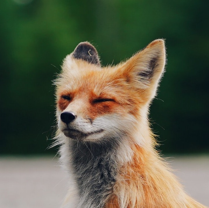 Sprachfuchs